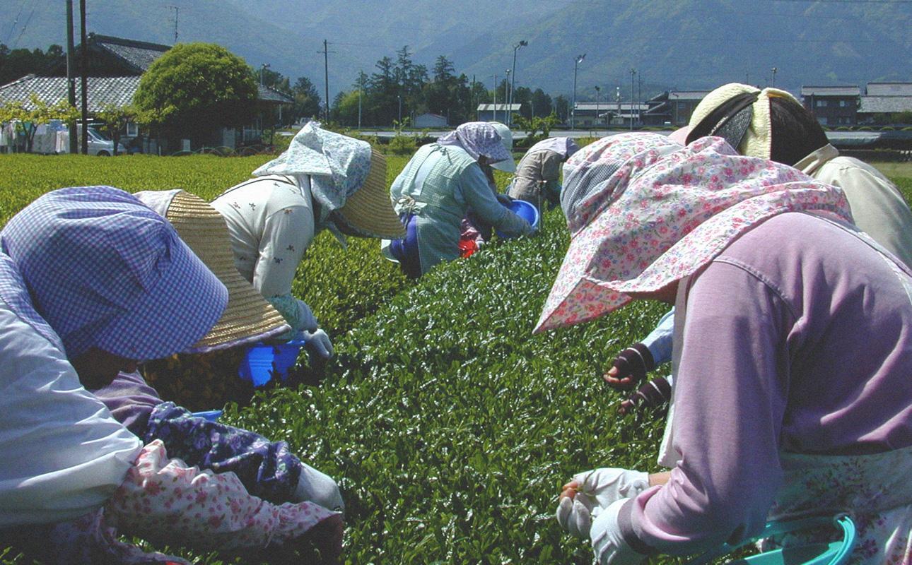 四日市認定地場特産品【泗水十貨店（しすいじっかてん）】濃い抹茶グリーンティ 無糖・有糖各１本　手提げ袋付き