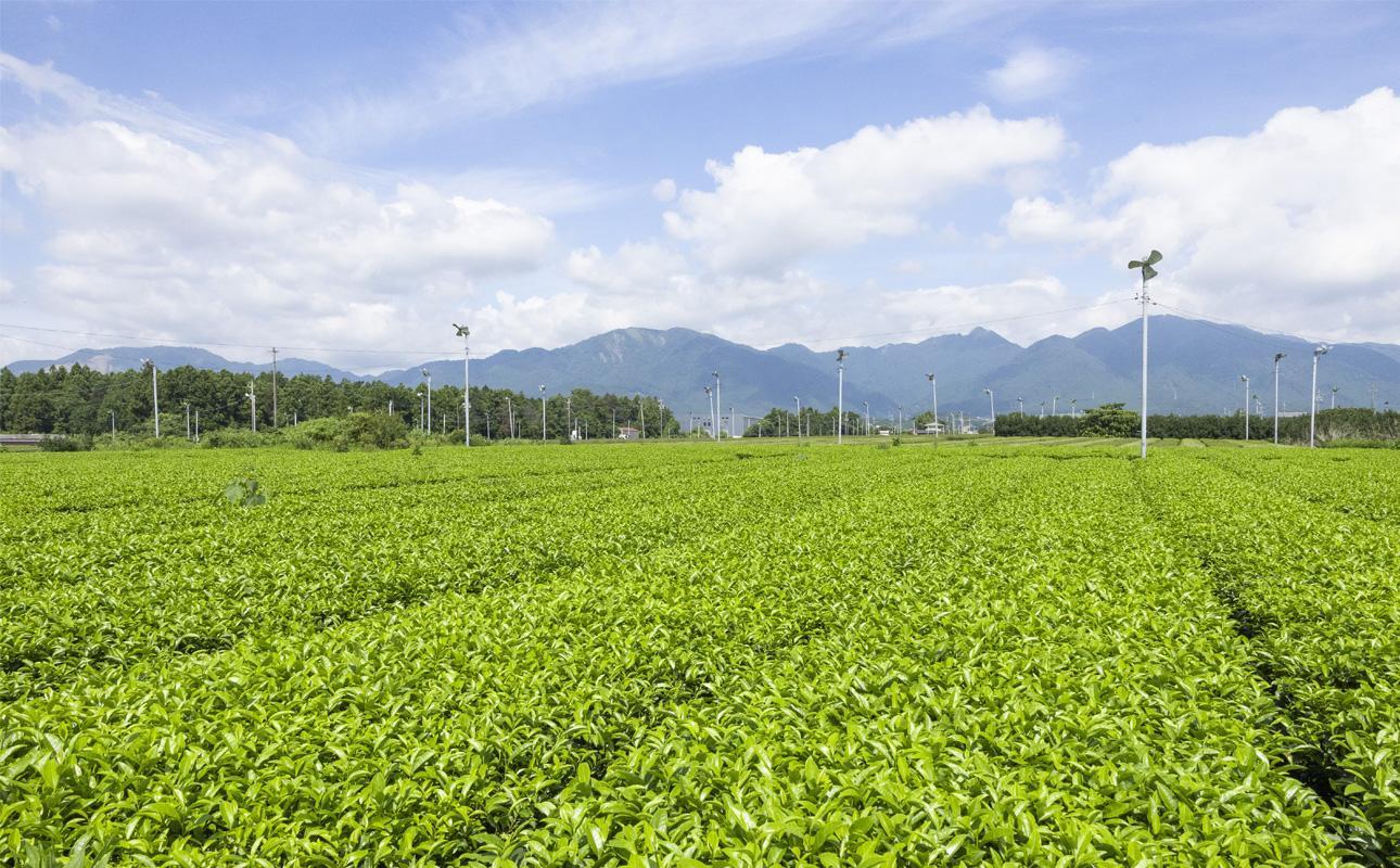 四日市認定地場特産品【泗水十貨店（しすいじっかてん）】濃い抹茶グリーンティ 無糖・有糖各１本　手提げ袋付き