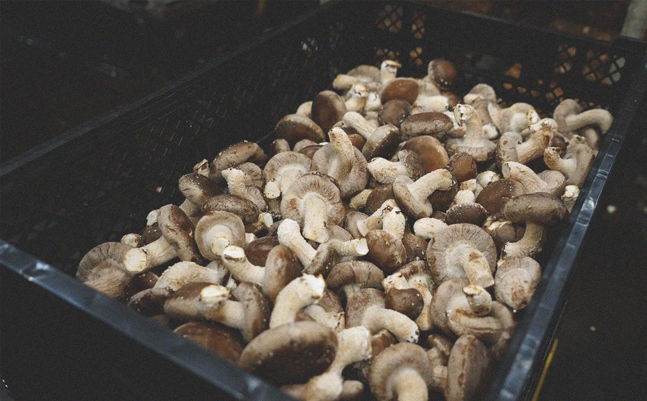 四日市認定地場特産品【泗水十貨店（しすいじっかてん）】ゴロゴロ椎茸入りあおさのり佃煮（180ｇ×２瓶）手提げ袋付き