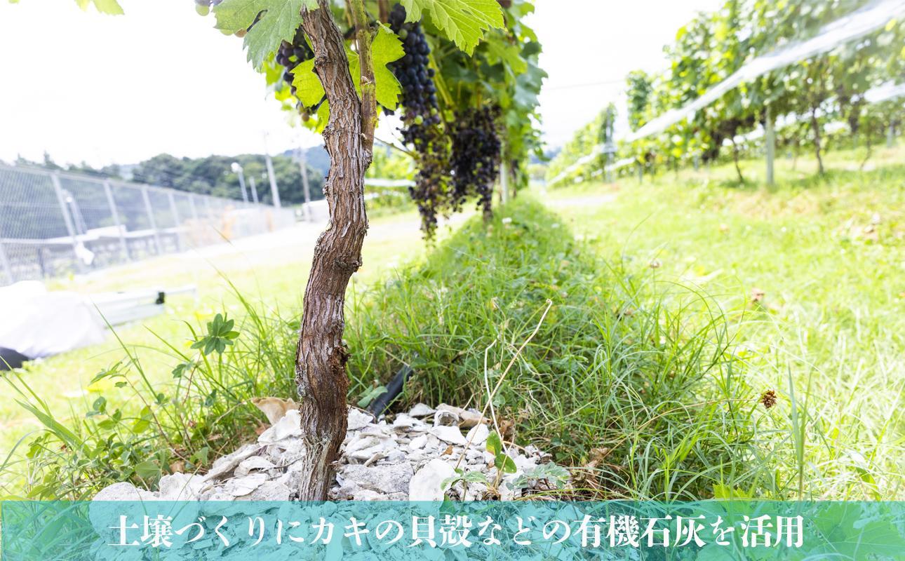 水沢（すいざわ）ワイン 日本有数のかぶせ茶の特産地で生まれた美味しい白ワイン。CUVEE MOMIJI （キュベ モミジ）シャルドネ(2025) 750ml（限定22本お早めに）【ワイン 水沢 水沢ワイン 国産 Made in Japan 白ワイン 白 シャルドネ 辛口 日本ワイン 三重県産 地場産品 贈り物 ギフト プレゼント お祝い 記念日 誕生日 お取り寄せ 三重県 四日市市 ふるさと納税】