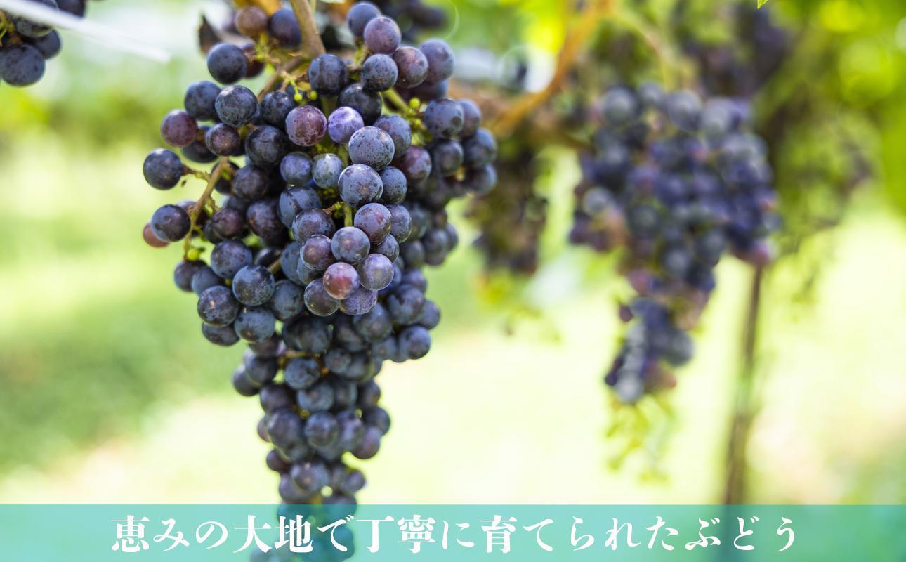 水沢（すいざわ）ワイン 日本有数のかぶせ茶の特産地で生まれた美味しい白ワイン。CUVEE MOMIJI （キュベ モミジ）シャルドネ(2025) 750ml（限定22本お早めに）【ワイン 水沢 水沢ワイン 国産 Made in Japan 白ワイン 白 シャルドネ 辛口 日本ワイン 三重県産 地場産品 贈り物 ギフト プレゼント お祝い 記念日 誕生日 お取り寄せ 三重県 四日市市 ふるさと納税】