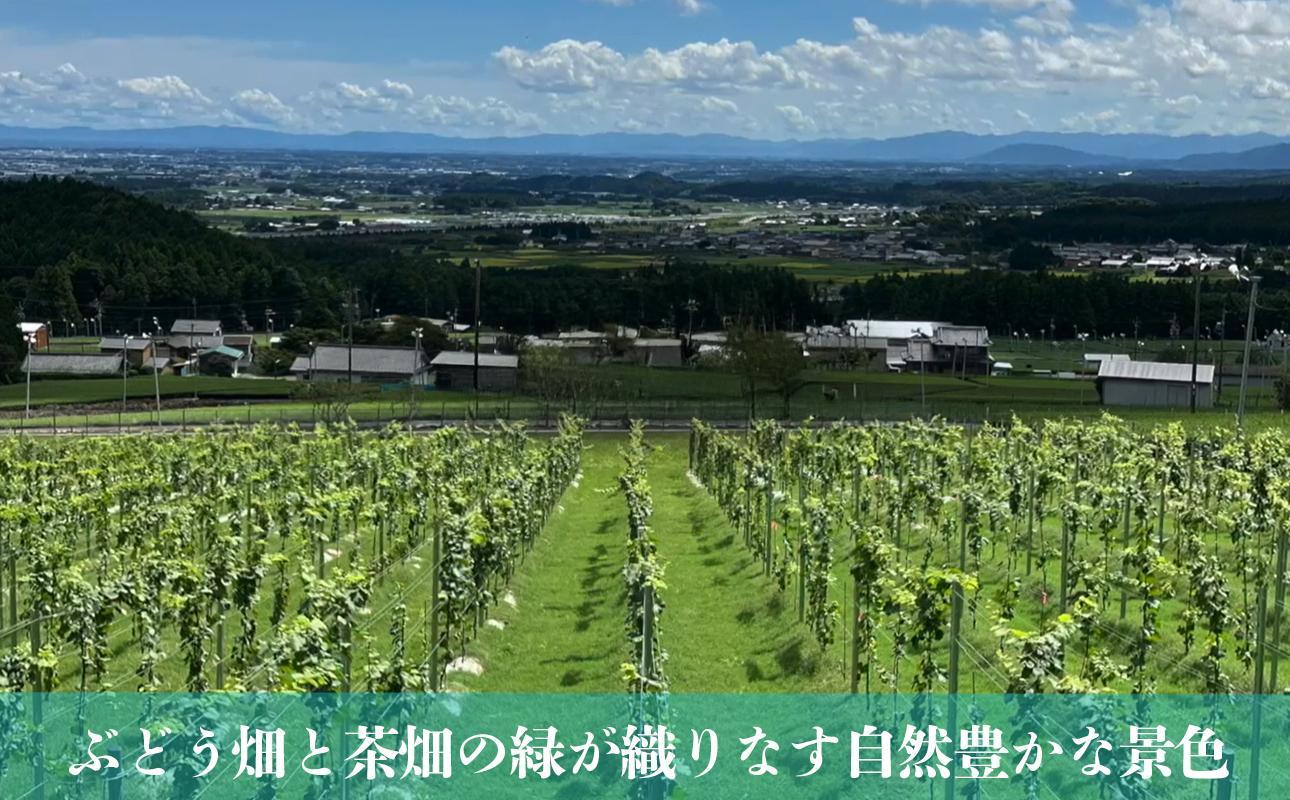 水沢（すいざわ）ワイン 日本有数のかぶせ茶の特産地で生まれた美味しい白ワイン。CUVEE MOMIJI （キュベ モミジ）シャルドネ(2025) 750ml（限定22本お早めに）【ワイン 水沢 水沢ワイン 国産 Made in Japan 白ワイン 白 シャルドネ 辛口 日本ワイン 三重県産 地場産品 贈り物 ギフト プレゼント お祝い 記念日 誕生日 お取り寄せ 三重県 四日市市 ふるさと納税】