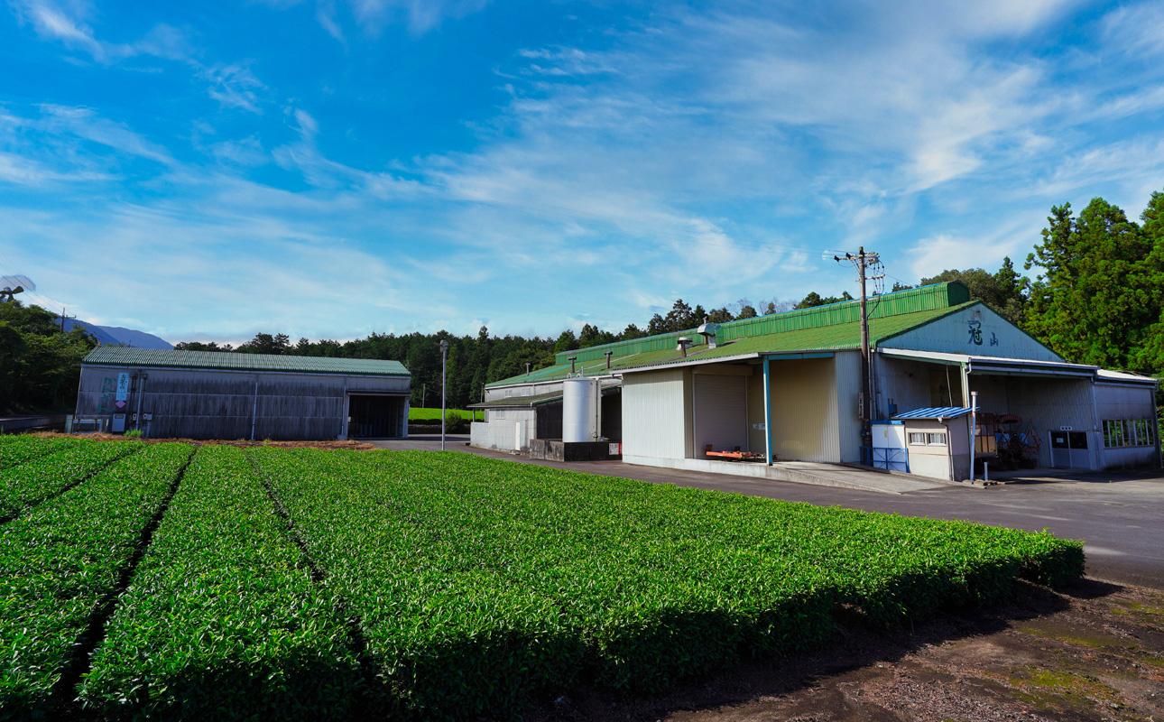 【先行予約・数量限定】玉露 3パック 一番茶の最高峰「玉露」 プレミアム・レアな美味しさ  創業130年を超える老舗  豊田宗平商店 【玉露抹茶 玉露抹茶ラテ 抹茶フラペチーノ 玉露ラテカスタム 高級日本茶 産地直送 老舗 三重県 四日市市】