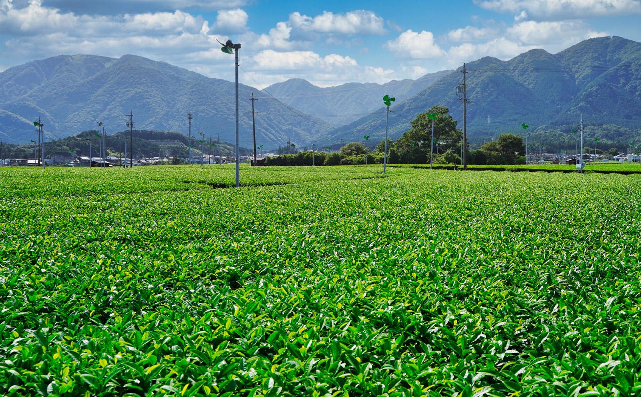 かぶせ茶 粉末緑茶 1パック 粉末緑茶という新提案 抹茶・抹茶ラテと変わらない美味しさを手軽でリーズナブルに  創業130年を超える老舗 豊田宗平商店 【抹茶パウダー  抹茶スイーツ 抹茶ラテ  粉末茶レシピ 老舗  三重県茶 四日市市】