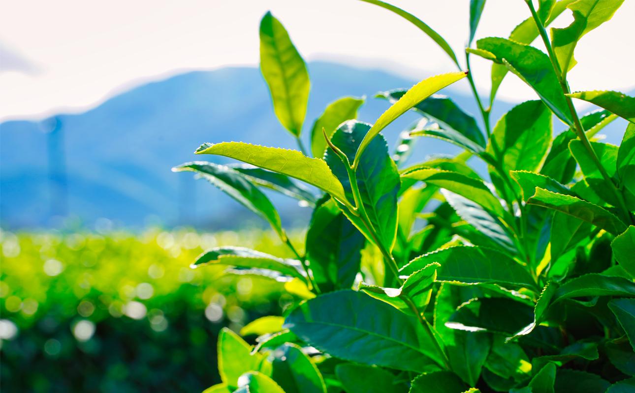 かぶせ茶 粉末緑茶 1パック 粉末緑茶という新提案 抹茶・抹茶ラテと変わらない美味しさを手軽でリーズナブルに  創業130年を超える老舗 豊田宗平商店 【抹茶パウダー  抹茶スイーツ 抹茶ラテ  粉末茶レシピ 老舗  三重県茶 四日市市】