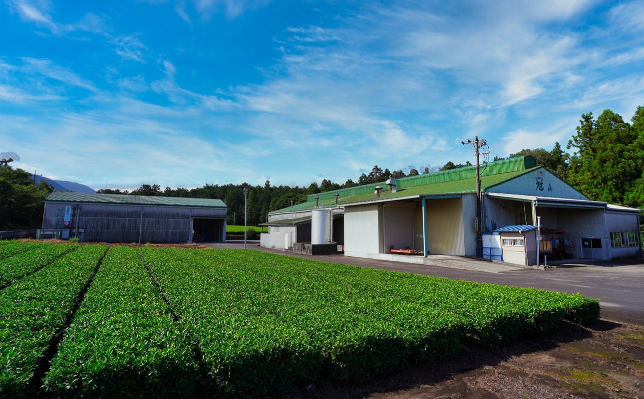 かぶせ茶 粉末緑茶 2パック 粉末緑茶という新提案 抹茶・抹茶ラテと変わらない美味しさを手軽でリーズナブルに  創業130年を超える老舗 豊田宗平商店 【抹茶パウダー  抹茶スイーツ 抹茶ラテ  粉末茶レシピ 老舗  三重県茶 四日市市】