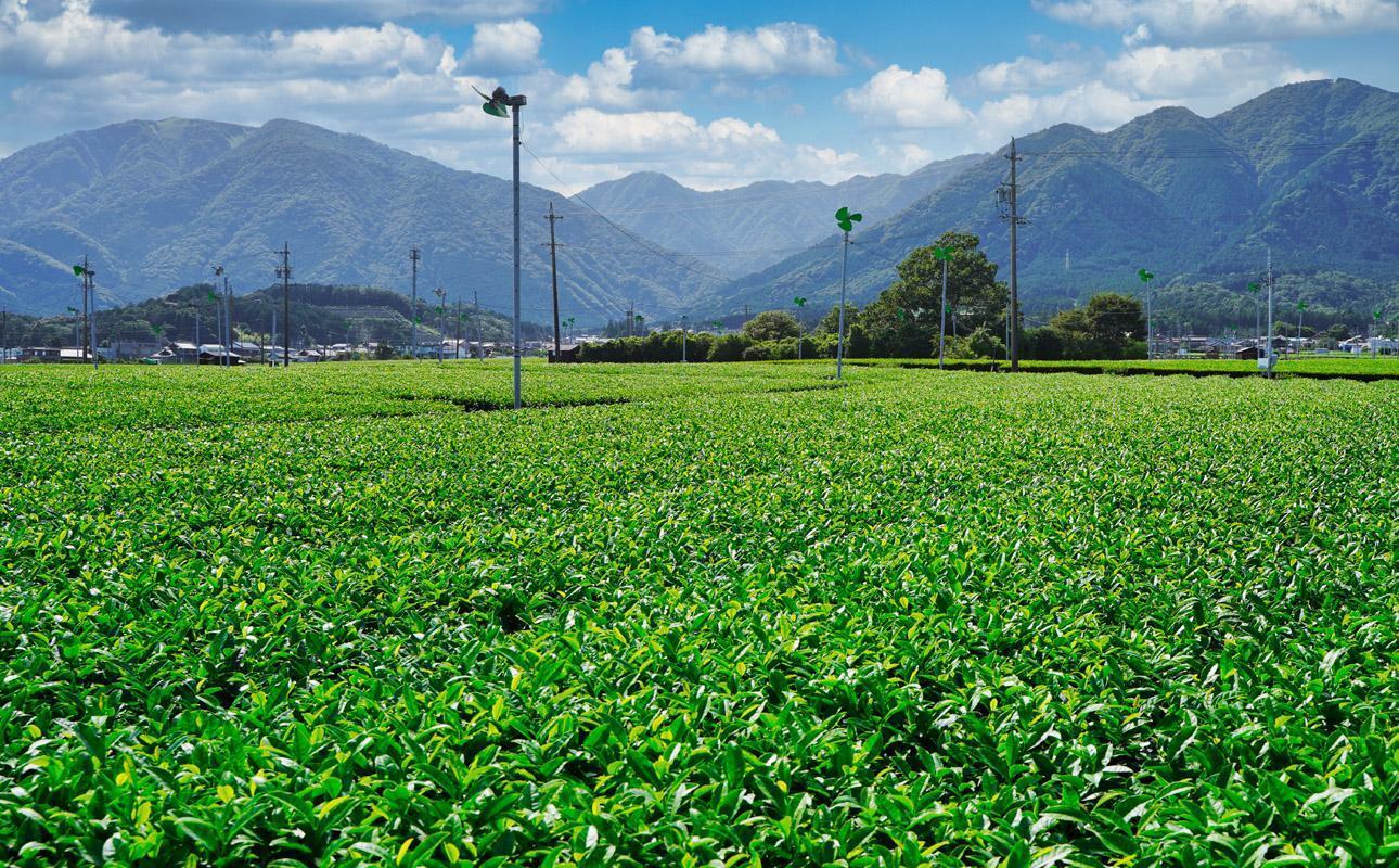 かぶせ茶 粉末緑茶 4パック 粉末緑茶という新提案 抹茶・抹茶ラテと変わらない美味しさを手軽でリーズナブルに  創業130年を超える老舗 豊田宗平商店 【抹茶パウダー  抹茶スイーツ 抹茶ラテ  粉末茶レシピ 老舗  三重県茶 四日市市】