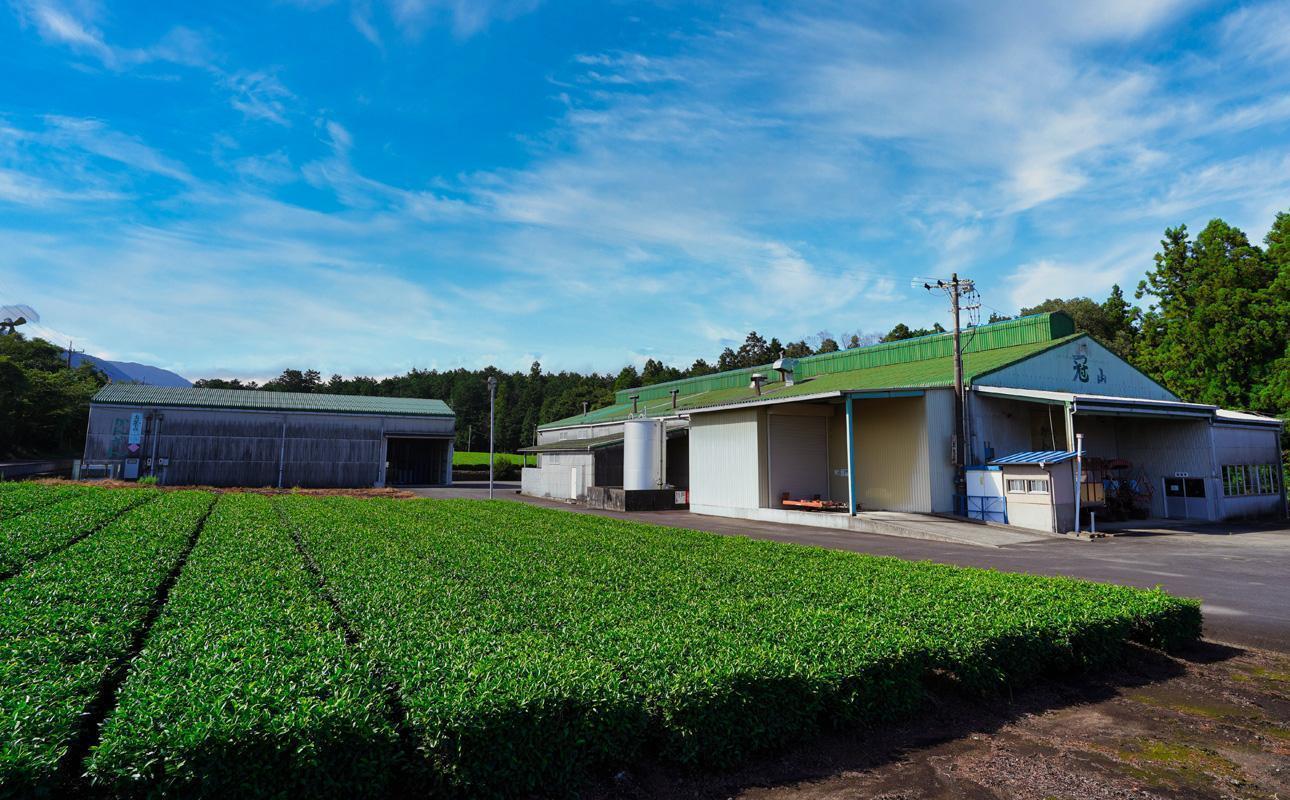 かぶせ茶 粉末緑茶 5パック 粉末緑茶という新提案 抹茶・抹茶ラテと変わらない美味しさを手軽でリーズナブルに  創業130年を超える老舗 豊田宗平商店 【抹茶パウダー  抹茶スイーツ 抹茶ラテ  粉末茶レシピ 老舗  三重県茶 四日市市】