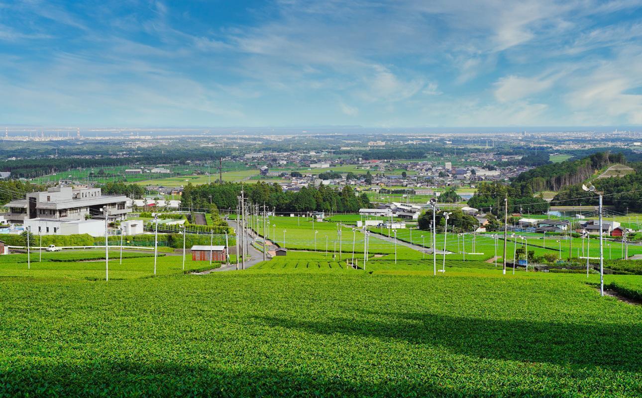 かぶせ茶 粉末緑茶 5パック 粉末緑茶という新提案 抹茶・抹茶ラテと変わらない美味しさを手軽でリーズナブルに  創業130年を超える老舗 豊田宗平商店 【抹茶パウダー  抹茶スイーツ 抹茶ラテ  粉末茶レシピ 老舗  三重県茶 四日市市】