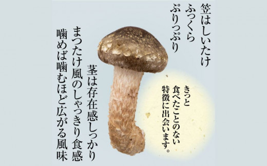 æŸå€ªéãšæŸå€ªéãžã£ãŒããŒè©°ãåãããå€å£å·èµäŸ¿å¯Ÿå¿ã
