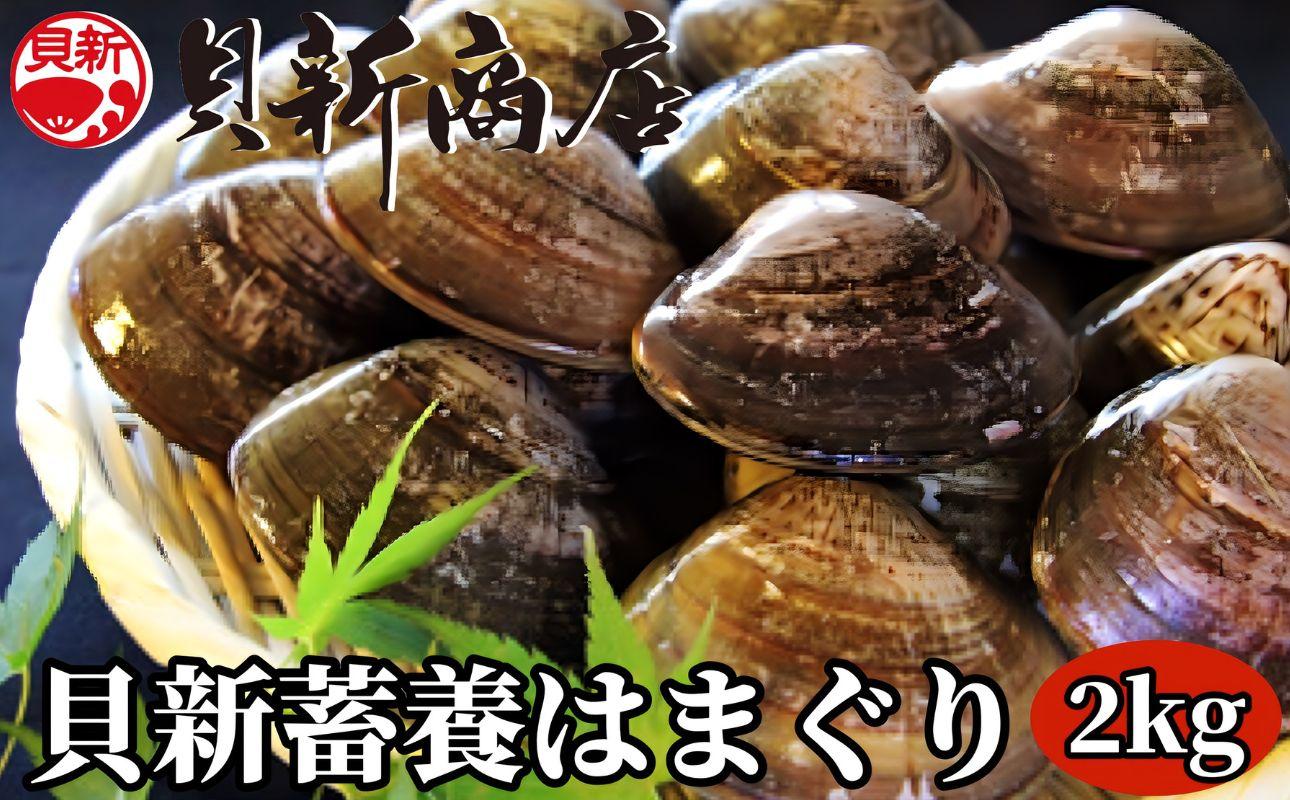 貝新畜養 活かしはまぐり （極上サイズ）2kg 木箱入り