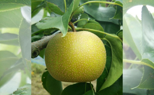 セミドライフルーツ「果のまま」四日市梨　20ｇ