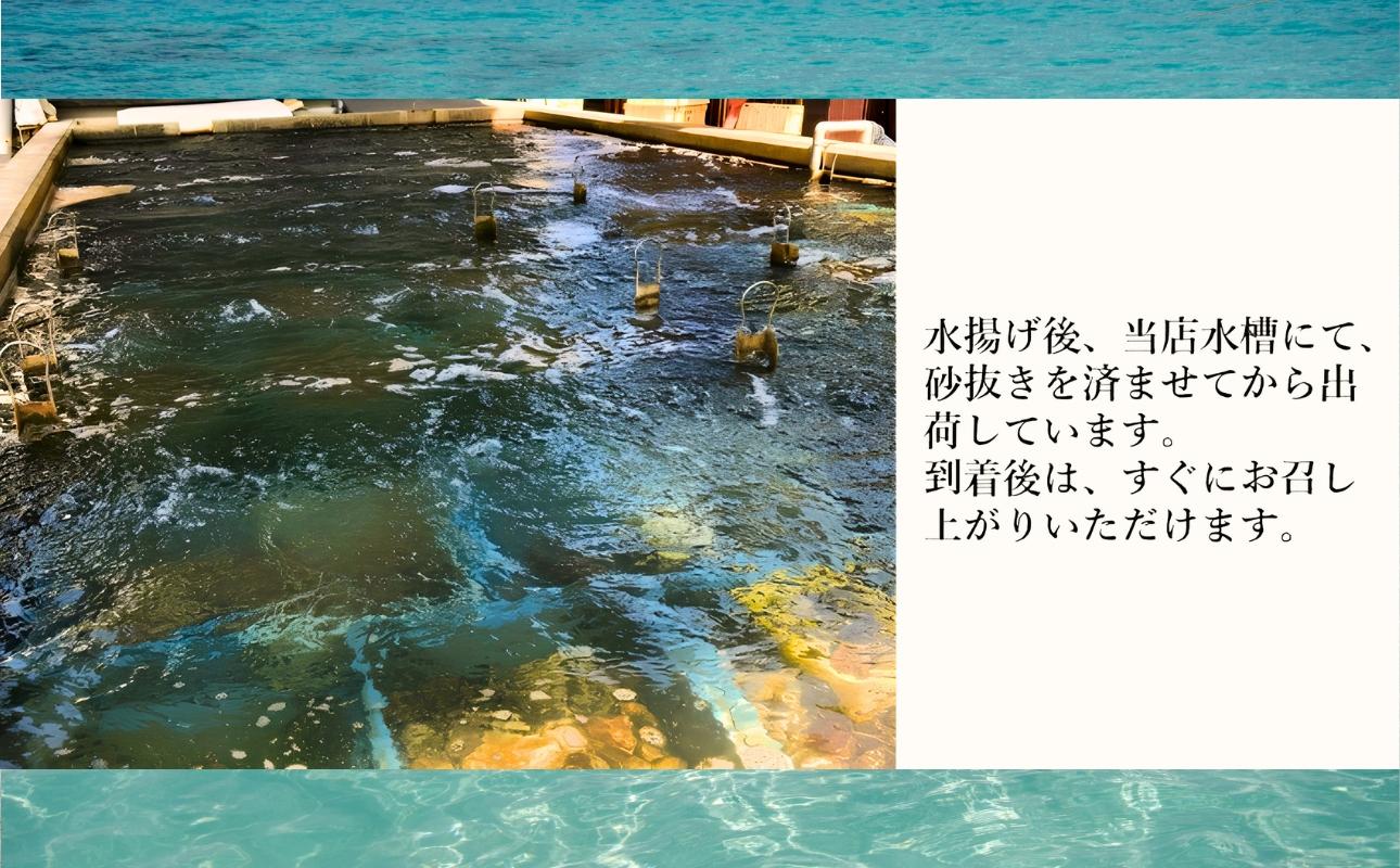 三重県・畜養はまぐり 2kg　ハマグリ　蛤　お吸い物　焼きはまぐり