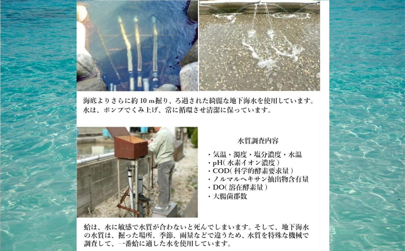 三重県・畜養はまぐり ３kg　ハマグリ　蛤　お吸い物　焼きはまぐり
