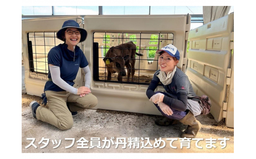 松阪牛の品評会で最優秀賞受賞歴のある 加藤牧場の黒毛和牛 ロース・肩ロース 500g/牛肉 国産牛 国産 和牛 大容量 冷凍便 年末年始 お正月 黒毛和牛 ロース 肩ロース 肉 上質 家族 焼肉 しゃぶしゃぶ すき焼き 鍋 おいしい 美味しい 人気 おすすめ 三重県 四日市市 ふるさと納税