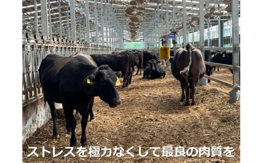 松阪牛の品評会で最優秀賞受賞歴のある 加藤牧場の黒毛和牛 ロース・肩ロース 500g/牛肉 国産牛 国産 和牛 大容量 冷凍便 年末年始 お正月 黒毛和牛 ロース 肩ロース 肉 上質 家族 焼肉 しゃぶしゃぶ すき焼き 鍋 おいしい 美味しい 人気 おすすめ 三重県 四日市市 ふるさと納税