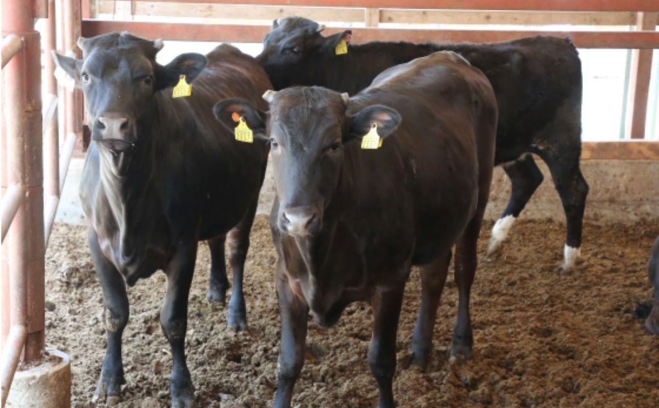 äŒå¢æ°Žæ²¢çïŒãããããããã
ãïŒ çŒèçš 1kg ïŒèµ€èº« ã¢ã¢ã»ã«ã¿ïŒ/ åœç£ çè çŒè ãã©ã³ãç BBQ ããŒããã¥ãŒ ã¢ã¢ ã«ã¿ ã¢ã¢è äžè³ª å·å å·å䟿 äžéçç£ é»æ¯åç ç 粟è åãèœãšã 赀身 ãåãå¯ã ãã«ã·ãŒ ã®ãã èŽç ããŸã¿ æåªç§è³ å®¶åºçš èªå®
çš åç ãããã äººæ° äžéç 忥åžåž ãµãããšçŽçš