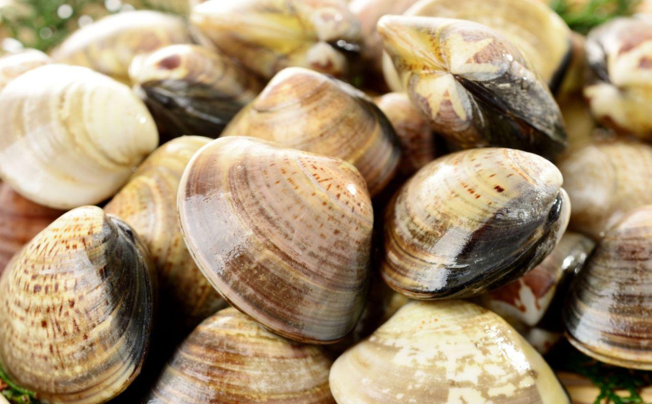 白魚紅梅煮詰合せ（白魚紅梅煮、志ぐれ蛤、志ぐれあさり）