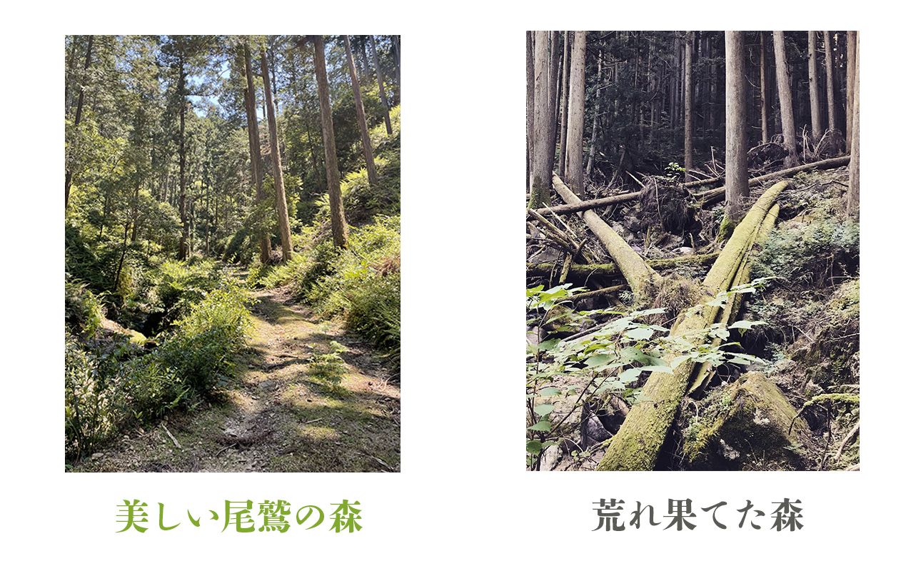 徳川御三家紀州藩の伝統を受け継ぐ三重県 尾鷲（オワセ）ヒノキ使用 BROOK 一枚板オーディオボード 長さ1,200×奥行350×高さ約400㎜　【家具 インテリア オーディオボード テレビ台 リビング 木製 伊勢 おすすめ ブランド メーカー オーダーメイド 手作り おしゃれ 木 ダイニング 家族 一人暮らし 脚 新生活 引越し 椅子 イス ブルック 三重県 四日市市 ふるさと納税】