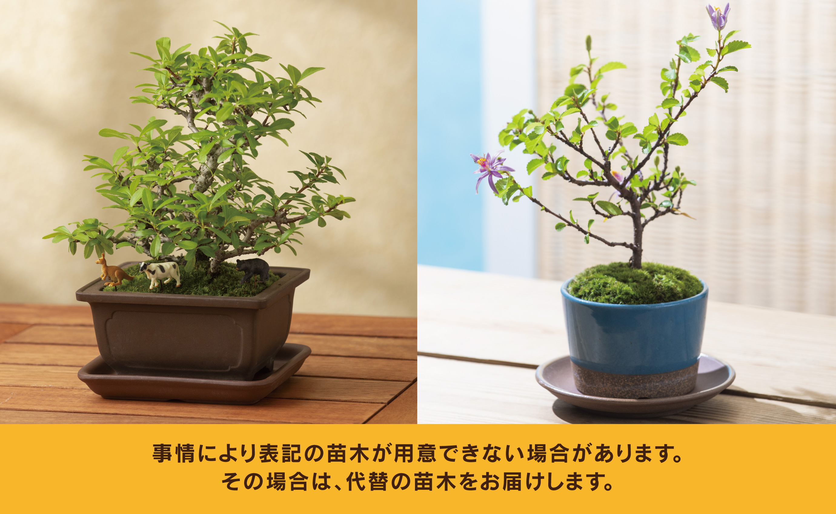 「デスクトップ盆栽」という新提案を四日市から（ミニチュアなし）