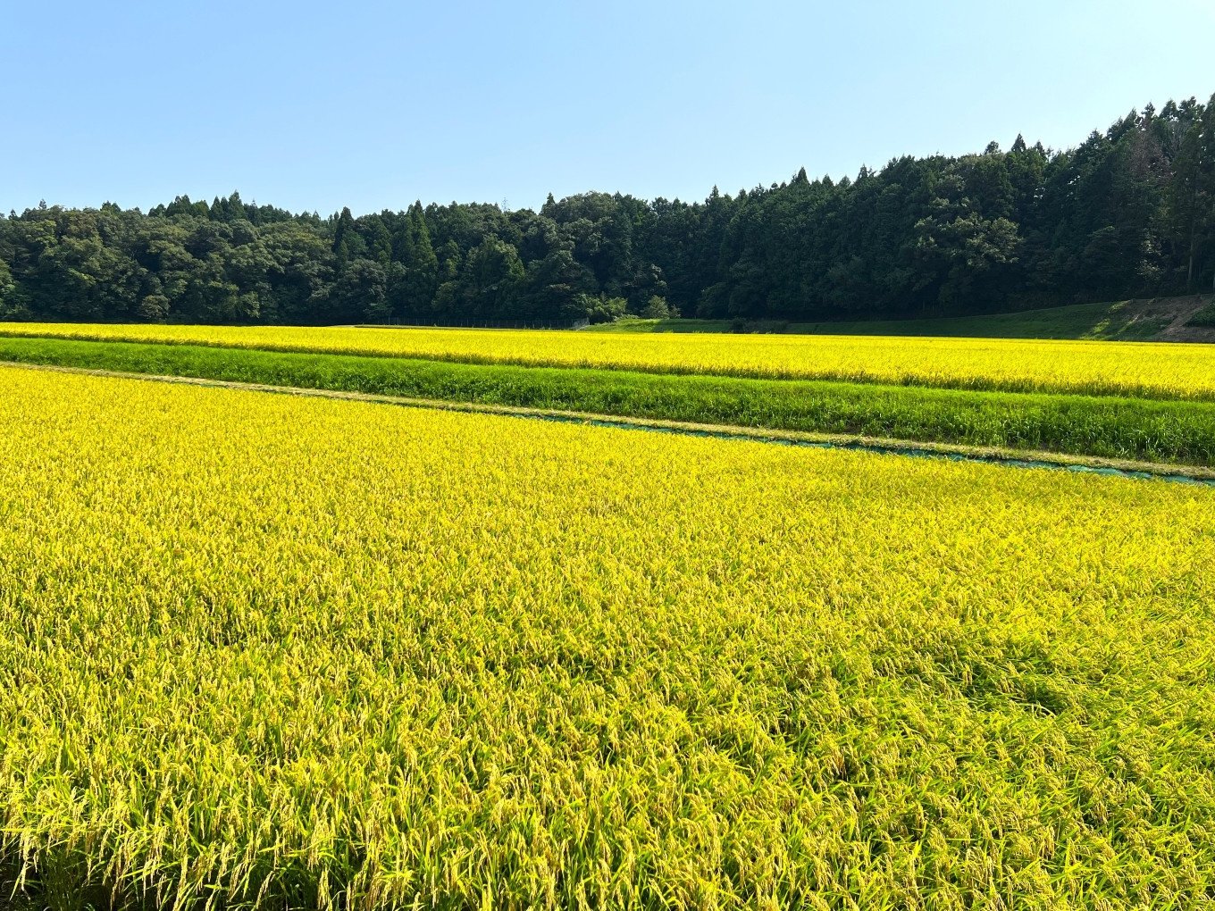 【令和6年度】新米 こしひかり 10kg 鈴鹿山麓の銘水が育てた米、米どころ三重県産小山田地区「こしひかり」10kg