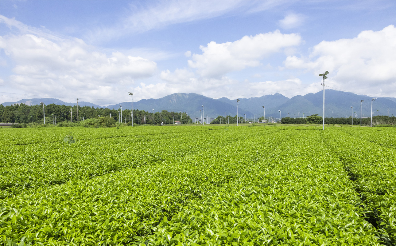 四日市認定地場特産品【泗水十貨店（しすいじっかてん）】濃い抹茶グリーンティ　無糖２本　手提げ袋付き