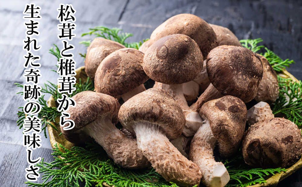 松太郎と松太郎ジャーキー詰め合わせ