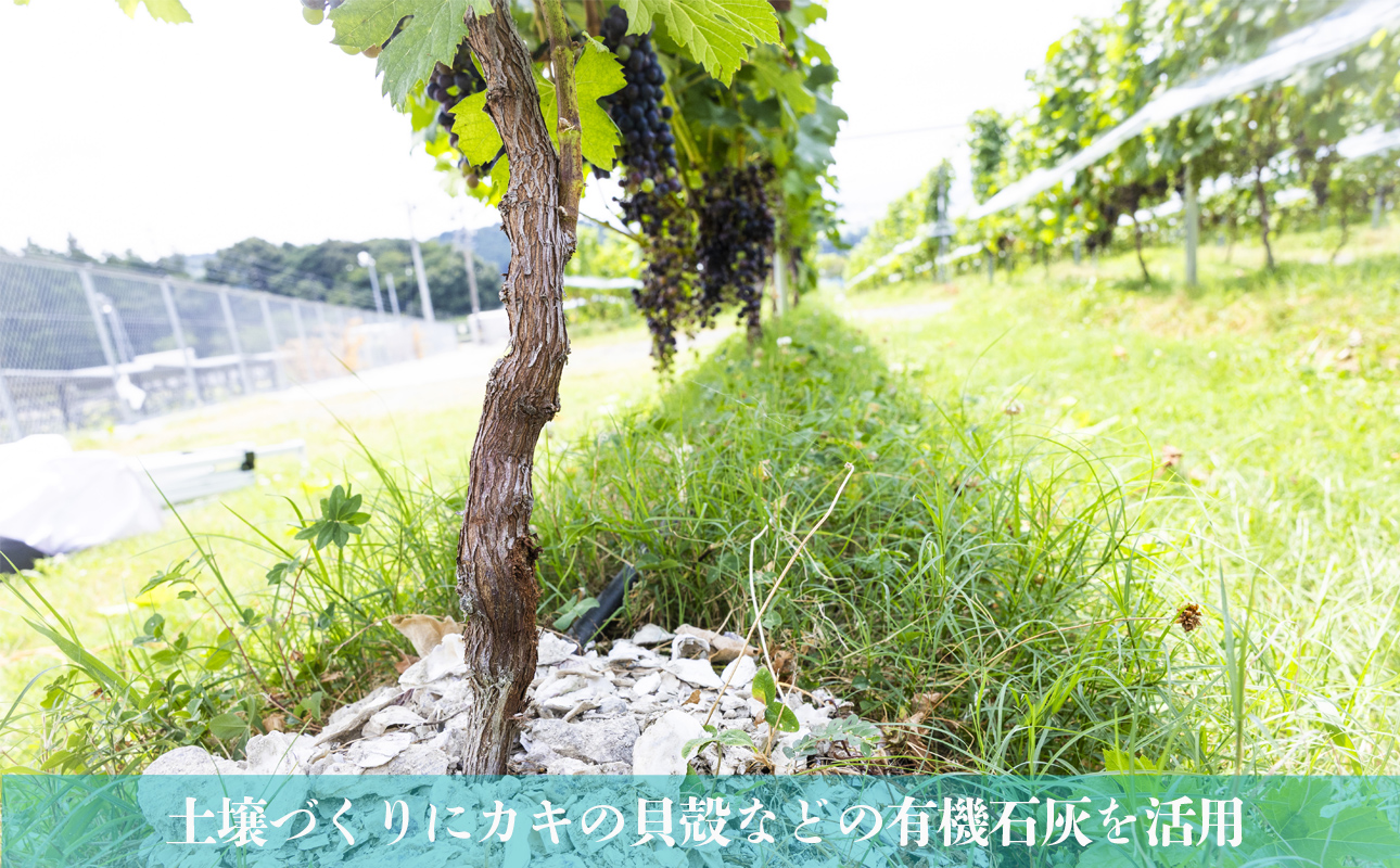 水沢（すいざわ）ワイン 日本有数のかぶせ茶の特産地で生まれた美味しい白ワイン。CUVEE MOMIJI （キュベ モミジ）シャルドネ(2025) 750ml（限定22本お早めに）【ワイン 水沢 水沢ワイン 国産 Made in Japan 白ワイン 白 シャルドネ 辛口 日本ワイン 三重県産 地場産品 贈り物 ギフト プレゼント お祝い 記念日 誕生日 お取り寄せ 三重県 四日市市 ふるさと納税】