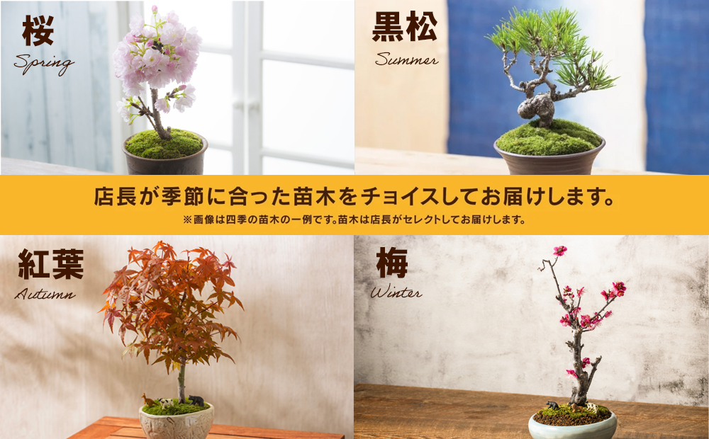 「デスクトップ盆栽」という新提案を四日市から（ミニチュアなし）