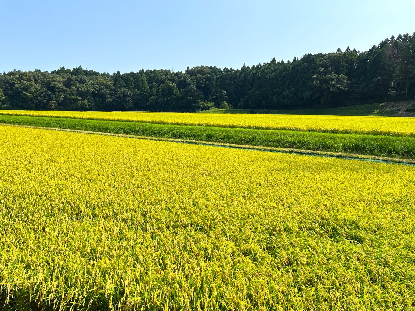 【令和6年度】新米 こしひかり 20kg 鈴鹿山麓の銘水が育てた米、米どころ三重県産小山田地区「こしひかり」20kg