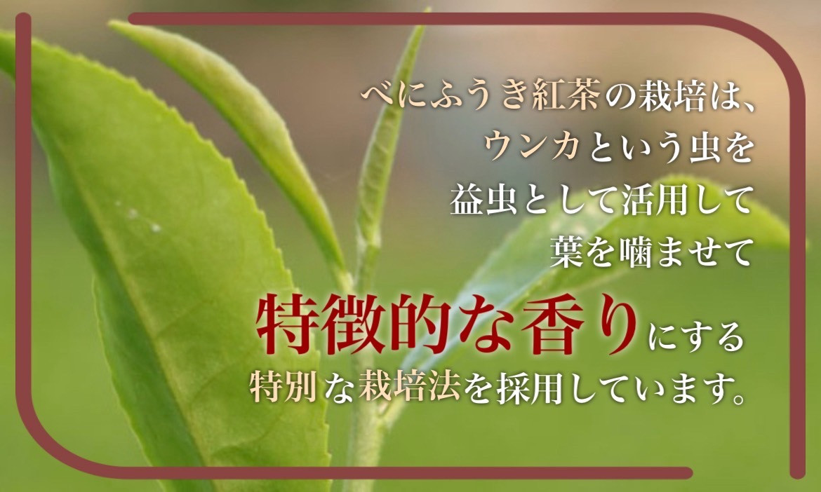 フルーティーな香りで甘い味わいの国産紅茶。コンテスト受賞多数のハサマ共同製茶組合がつくる「べにふうき紅茶」と 「やぶきた紅茶」のセット