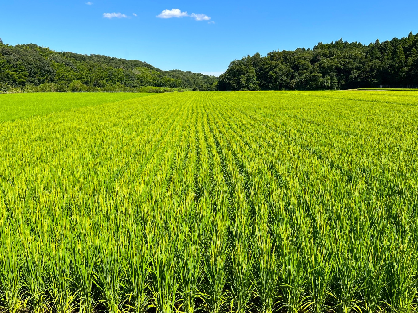 ＜定期便＞新米 こしひかり 5kg 鈴鹿山麓の銘水が育てた米、米どころ三重県産小山田地区「こしひかり」5kg【12ヶ月】