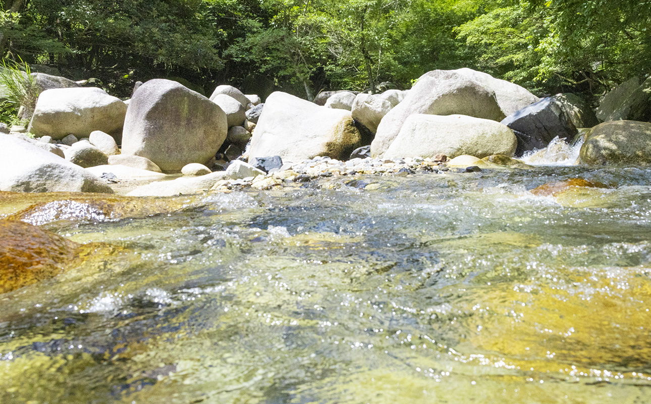 三重県産のブランドポーク「さくらポーク」を使用した、つくだ煮屋のたまり叉焼（チャーシュー）1個【チャーシュー丼 丼ぶり どんぶり 豚肉 ぶた たまり醤油  ごはんのお供 おかず おつまみ 晩酌 三重県 四日市市 ふるさと納税】