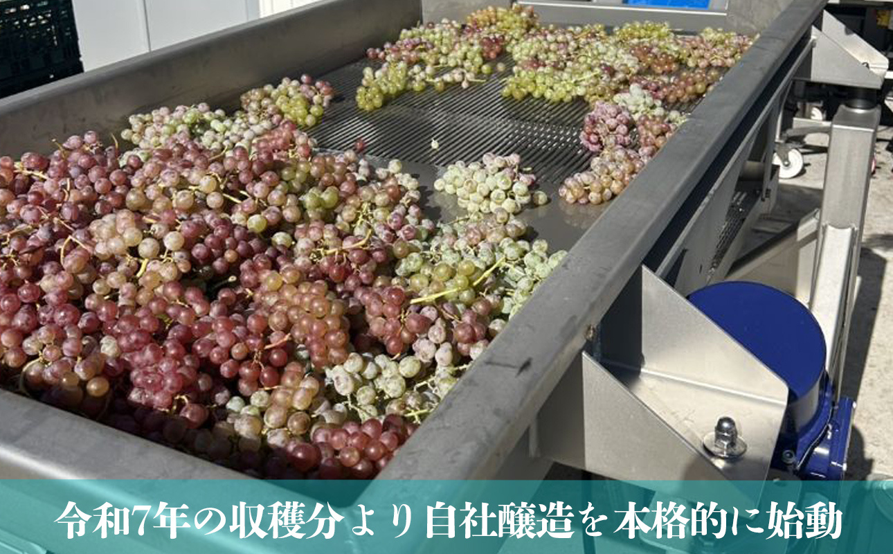 水沢（すいざわ）ワイン 日本有数のかぶせ茶の特産地で生まれた美味しい白ワイン。CUVEE MOMIJI （キュベ モミジ）シャルドネ(2025) 750ml（限定22本お早めに）【ワイン 水沢 水沢ワイン 国産 Made in Japan 白ワイン 白 シャルドネ 辛口 日本ワイン 三重県産 地場産品 贈り物 ギフト プレゼント お祝い 記念日 誕生日 お取り寄せ 三重県 四日市市 ふるさと納税】