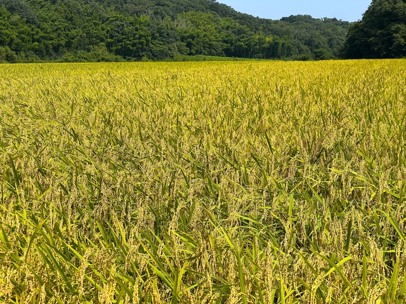 【令和6年度】新米 きぬひかり 5kg 鈴鹿山麓の銘水が育てた米、米どころ三重県産小山田地区「きぬひかり」5kg