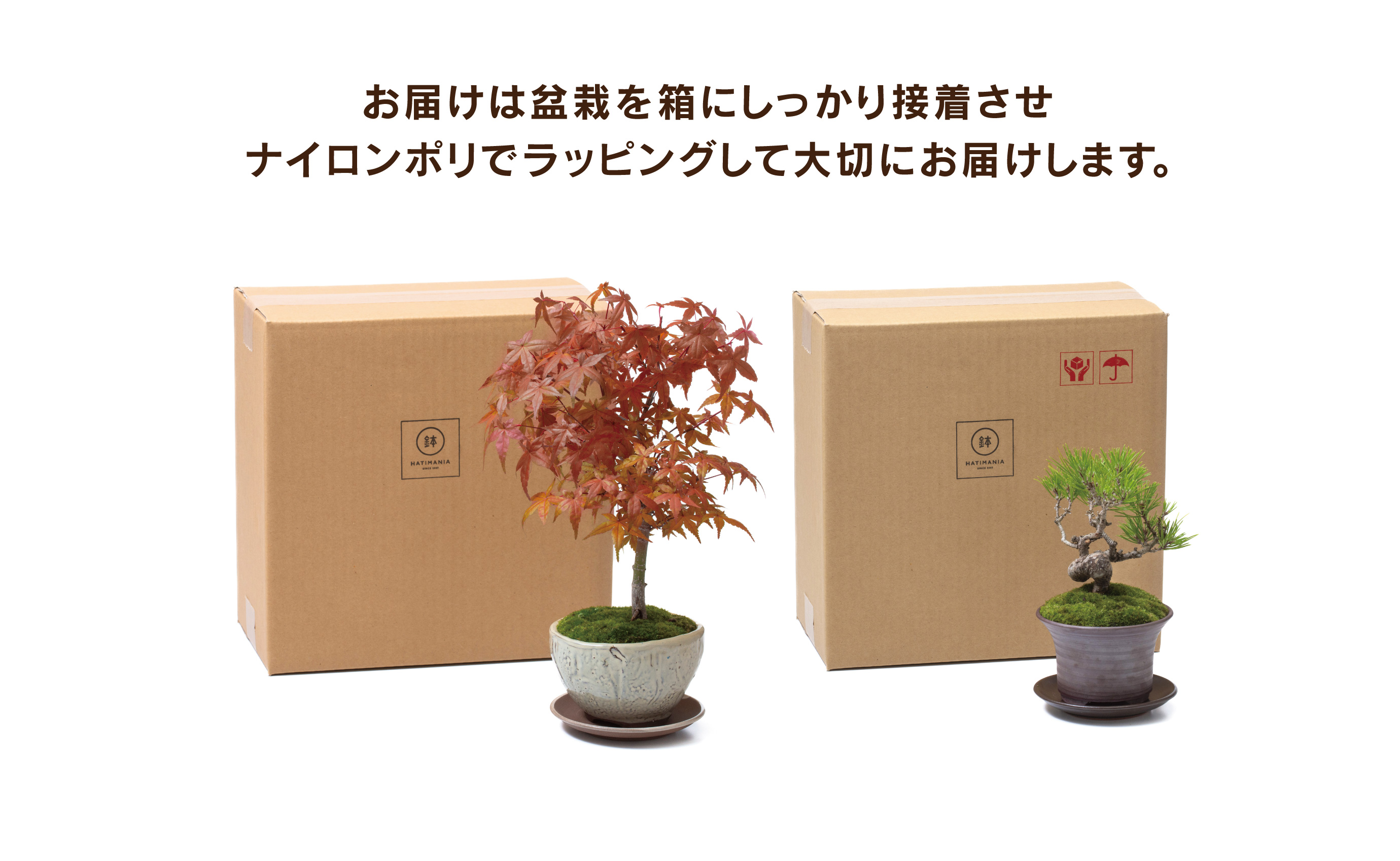 「デスクトップ盆栽」という新提案を四日市から（ミニチュアなし）