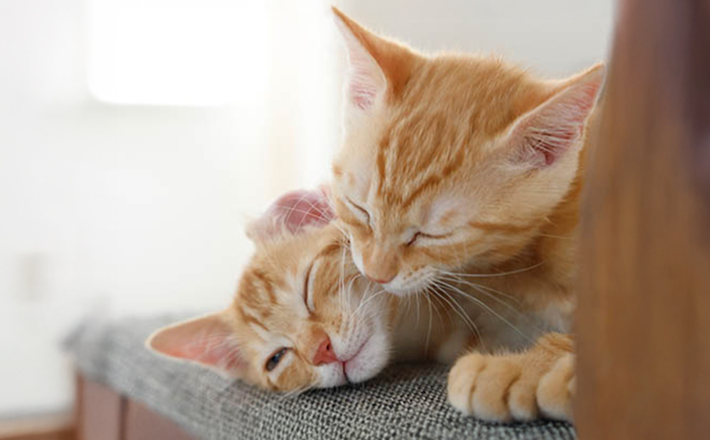 アニマルペットシータラクト 60カプセル入り×2箱【サプリメント 健康 健康食品 ペット 犬猫用 免疫 関節 腰 ビタミン 乳酸菌 三重県 四日市市 四日市 ふるさと納税】