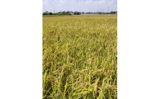 1869 çç±³ 什å7幎ç£ãã«ããŒã¯ã€ãŒã³ çç±³ïŒïŒãããã³ã·ãã«ãª äœã¢ãããŒã¹ æ°ééå® ã飯 ãç±³ ã³ã¡ 10ãã äŒå¢åž äŒå¢åžç£ äŒå¢å¿æ© äžéç å
æ²¢ãè¯ã ã€ã ãã¡ãã¡ å·ããŠã硬ããªãã«ãã ãã«ãã ãåŒåœ 倧西蟲å