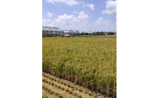 1869 çç±³ 什å7幎ç£ãã«ããŒã¯ã€ãŒã³ çç±³ïŒïŒãããã³ã·ãã«ãª äœã¢ãããŒã¹ æ°ééå® ã飯 ãç±³ ã³ã¡ 10ãã äŒå¢åž äŒå¢åžç£ äŒå¢å¿æ© äžéç å
æ²¢ãè¯ã ã€ã ãã¡ãã¡ å·ããŠã硬ããªãã«ãã ãã«ãã ãåŒåœ 倧西蟲å