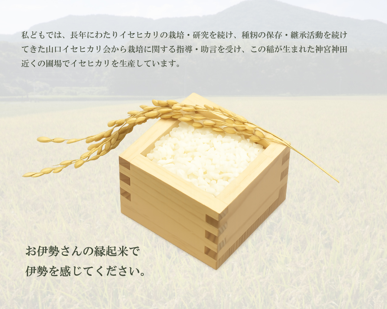 2019 お伊勢さんの縁起米イセヒカリ 2kg 米 イセヒカリ 奇跡の米
