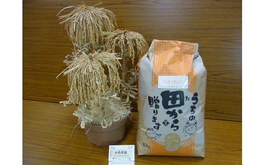 1869 玄米 令和7年産ミルキークイーン 玄米１０キロ　コシヒカリ 低アミロース 数量限定 ご飯 お米 コメ 10キロ 伊勢市 伊勢市産 伊勢志摩 三重県 光沢が良い つや もちもち 冷めても硬くなりにくい おにぎり お弁当 大西農園