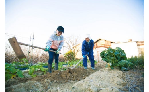 1254無添加ばぁばの干しいも　5袋セット　おやつ 健康 プレゼント スポーツ 伝統　