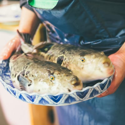 伊勢湾天然トラフグ刺身4人前 特製ポン酢付【配送不可地域：離島】【1548784】