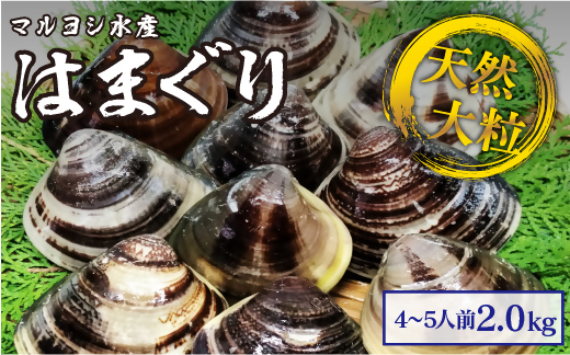 マルヨシ水産　桑名産大粒天然蛤　2kg_はまぐり　ハマグリ　魚介　貝　魚貝　活はまぐり　焼きはま　海鮮　網焼き　酒蒸し　お吸い物　パエリア　パスタ　c_74