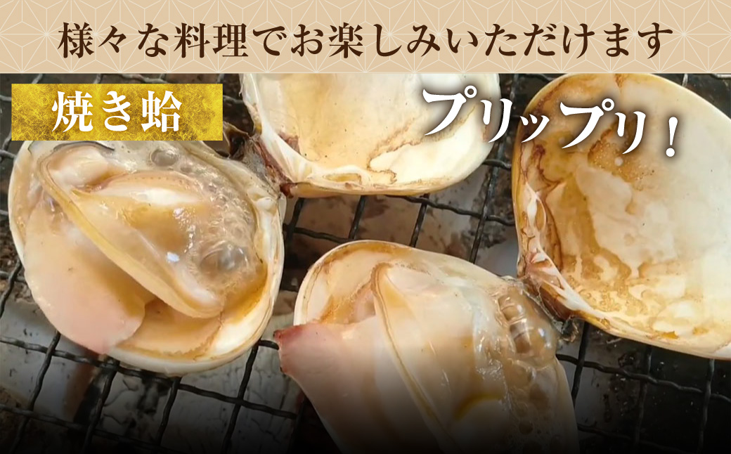 【指定日必須】 丸元水産 桑名産蛤（ハマグリ） 4.0kg はまぐり 蛤 天然蛤 砂出し済 【2025年9月下旬から2026年6月下旬発送予定】 023-0033