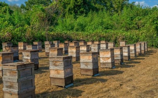 闊倬、願怩蝣エ譛ャ蠎 荵晁庄縺ッ縺。縺ソ縺、 繧「繧ォ繧キ繧「 1kg 蝗ス逕」 辟。豺サ蜉 濶ッ雉ェ 陷り惧 繝上メ繝溘ヤ 鬢願怩 譁咏炊 縺願藷蟄 蛛・蠎キ 菫晏ュ 039-0015