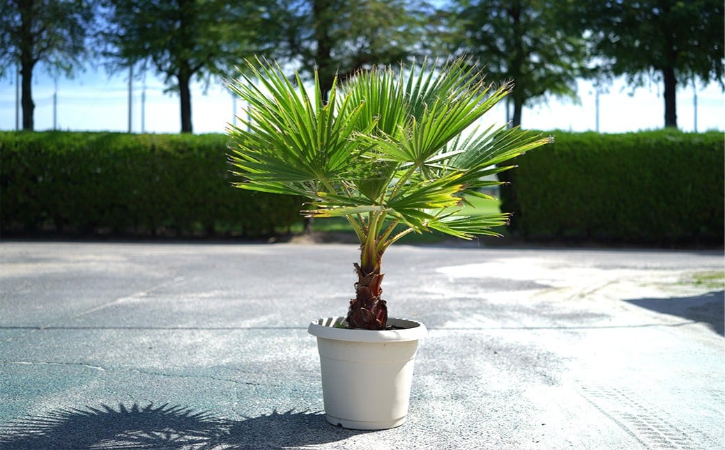 ã¯ã·ã³ãã³ã€ã·ã¢ãã 12å· é¢ æ€ç© ã€ã· ã€ã·ã®æš ã¬ãŒããã³ã° ãæŽèœ ãããã ãªã·ã£ã¬ ååœ é¢ç© äžéç æ¡ååž