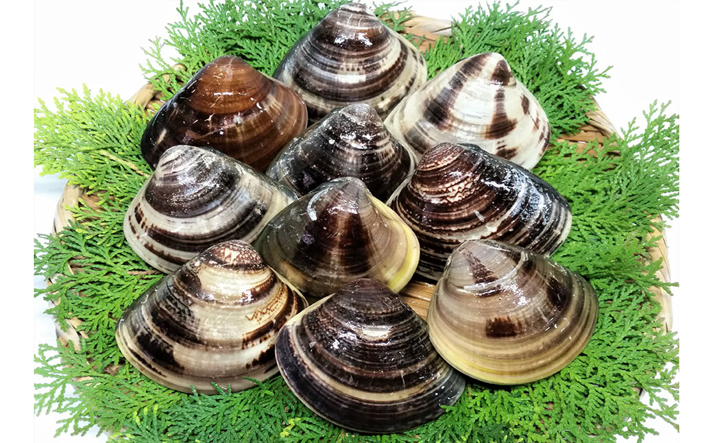 【指定日必須】 丸元水産 桑名産蛤 （ハマグリ） 2.2kg はまぐり 魚介 貝 魚貝 活はまぐり 焼きはま 海鮮 網焼き 酒蒸し お吸い物 パエリア パスタ 【2025年9月下旬から2026年6月下旬発送予定】 023-0004x1