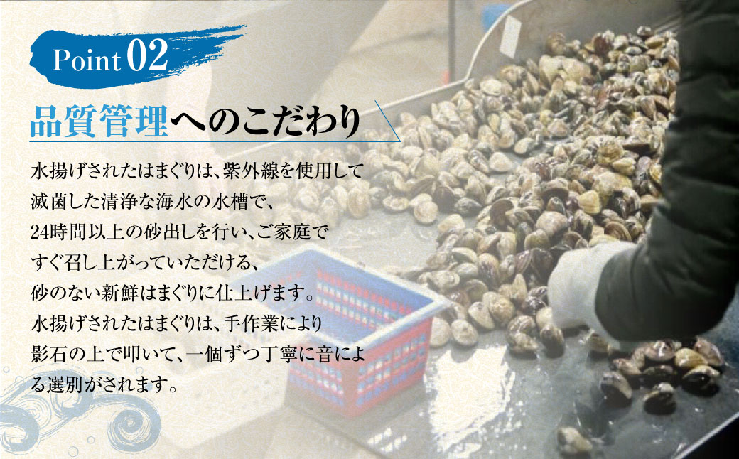 【指定日必須】マルヨシ水産　桑名産中粒天然蛤　3.3kg_はまぐり　ハマグリ　魚介　貝　魚貝　活はまぐり　焼きはま　海鮮　網焼き　酒蒸し　お吸い物　パエリア　パスタ