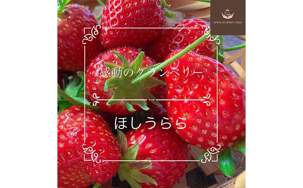 【先行予約】 完熟 プレミアム いちご 「 グランベリー 」 品種： ほしうらら 2パック （約315g×2パック 計約630g） ／ 苺 イチゴ ストロベリー ベリー 果物 青果物 フルーツ ギフト 贈答 大粒 【2026年1月上旬～4月上旬迄発送予定】